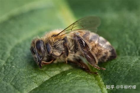 蜜蜂 死 在家里 代表 什么|养蜂人手记（一）：蜂王丢失/离巢意味着什么，有无补救措施？